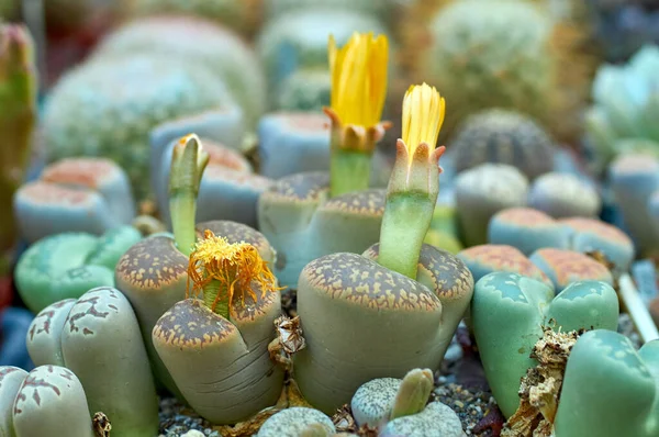 าขนาดเล ชในร Cacti — ภาพถ่ายสต็อก