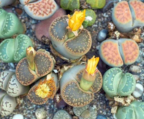 Plantas Suculentas Miniatura Plantas Interior Cactus — Foto de Stock