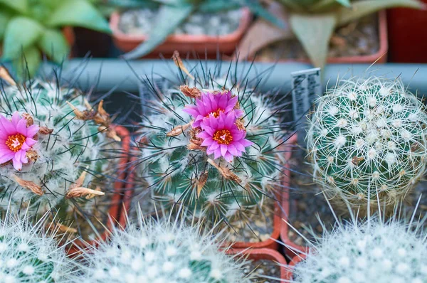 าขนาดเล ชในร Cacti — ภาพถ่ายสต็อก