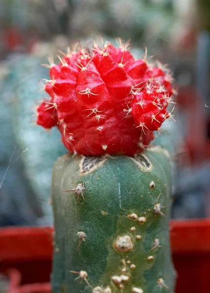 าขนาดเล ชในร Cacti — ภาพถ่ายสต็อก