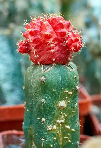 าขนาดเล ชในร Cacti — ภาพถ่ายสต็อก