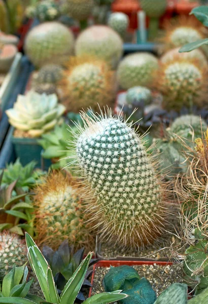 าขนาดเล ชในร Cacti — ภาพถ่ายสต็อก