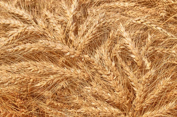 Kukuřice Uchu Mnoho Pšeničných Hřeby Abstraktní Pozadí — Stock fotografie