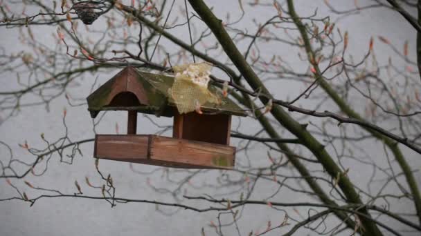 Houten birdhouse op een boom in het dorp — Stockvideo