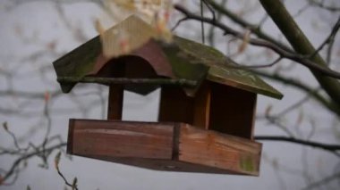 köyde bir ağaç üzerinde ahşap kuş yuvası