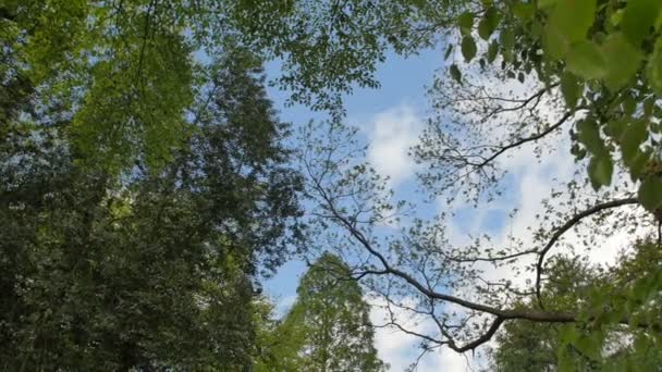 Variedades coroas das árvores na floresta de primavera contra o céu azul com o sol. Vista inferior das árvores — Vídeo de Stock