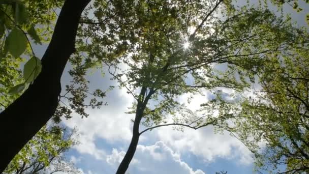 Variedades coroas das árvores na floresta de primavera contra o céu azul com o sol. Vista inferior das árvores — Vídeo de Stock