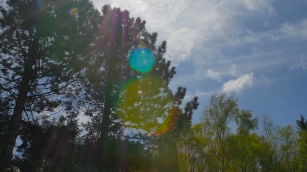 Olika kronor av träden i vårskogen mot den blå himlen med solen. Bottenvy över träden — Stockvideo
