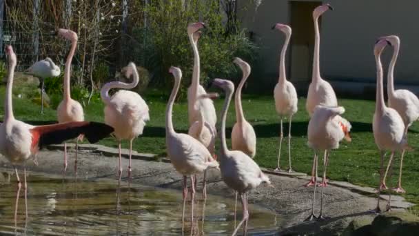Flamants roses chantant et marchant dans l'étang 