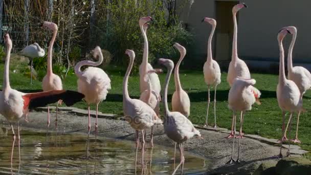 Flamingos sjunger och promenader i damm — Stockvideo