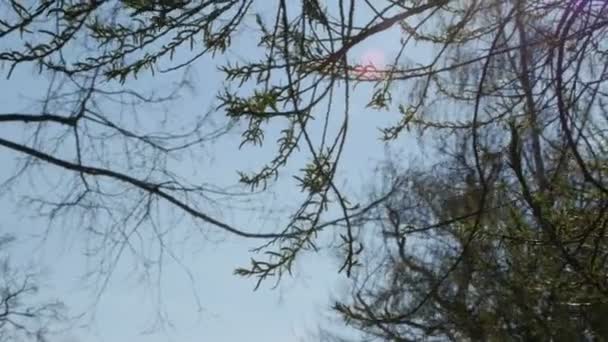 Éruption printanière. Belle scène de nature avec arbre en fleurs et éruption solaire. Journée ensoleillée. Fleurs printanières. Beau verger .