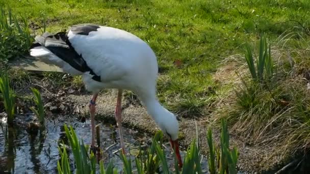 Una cigüeña blanca de pie en el estanque — Vídeo de stock