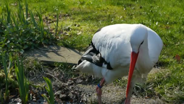 En vita storkar stående på dammen — Stockvideo