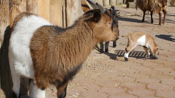 Goat and goat kid on straw in front of shed — Stock Video