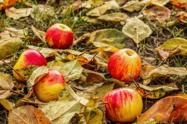 Sonbahar yaprakları üzerinde yalan olgun Kırmızı-Sarı elmalar.