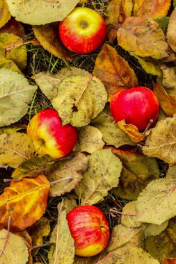 Sonbahar yaprakları üzerinde yalan olgun Kırmızı-Sarı elmalar.
