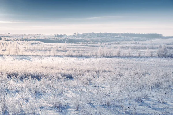 Prado nevado y hierba con escarcha por el sol frío naciente. Hermoso paisaje de invierno. Mañana de invierno brumosa —  Fotos de Stock