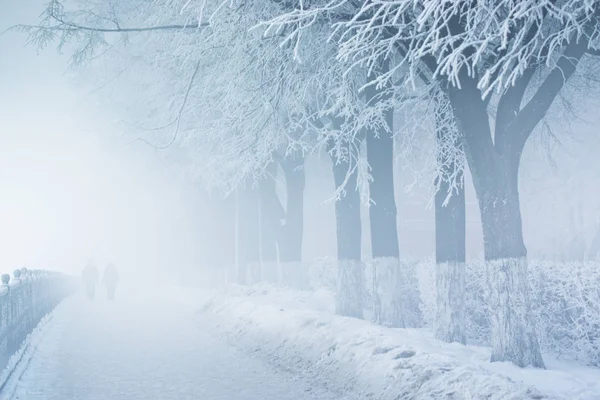 Mensen in de mist op besneeuwde Dijk met bomen — Stockfoto