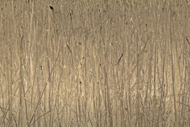 Doğal arka plan bulrush