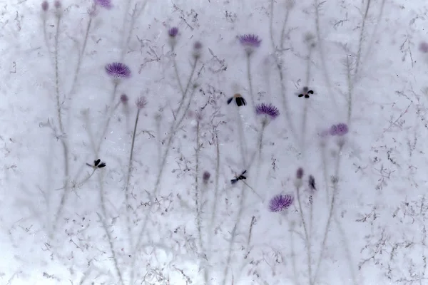 Wildflowers thistle background — Stock Photo, Image