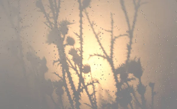 Αγριολούλουδα γαϊδουράγκαθο φόντο — Φωτογραφία Αρχείου