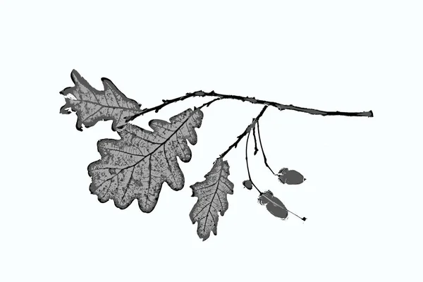 Dębowy liść na białym tle — Zdjęcie stockowe