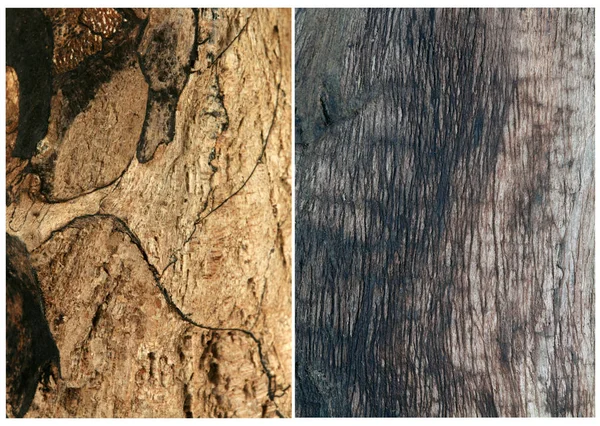 Background of an old tree — Stock Photo, Image