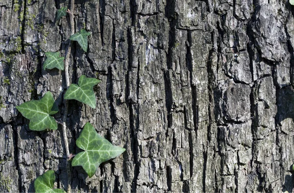 Ivy on the trunk of a tree — Stock Photo, Image
