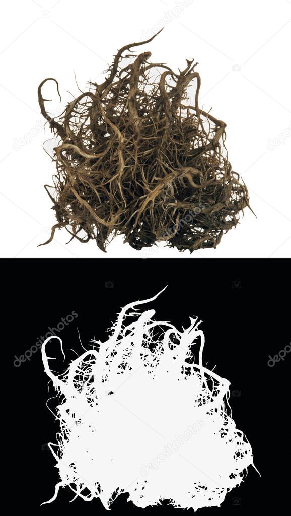 Dry bush root