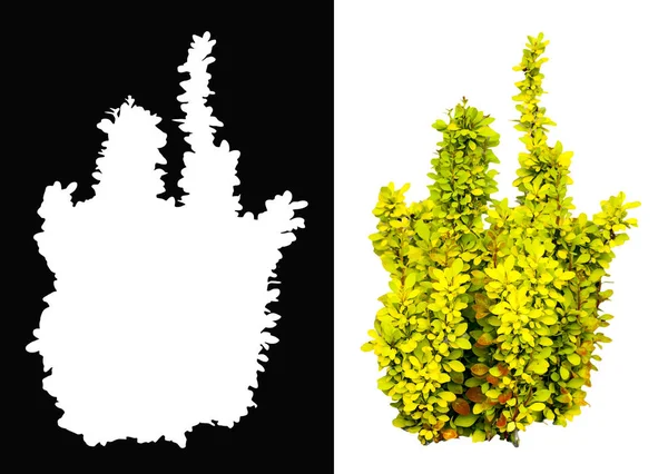Arbusto con hojas amarillas —  Fotos de Stock