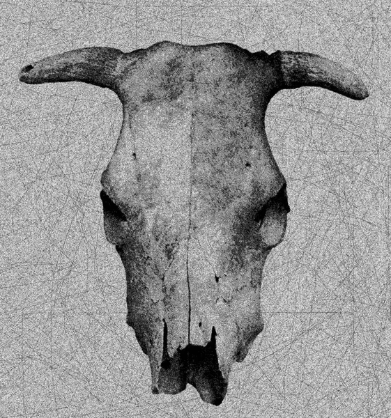 動物イラストの頭蓋骨 — ストック写真