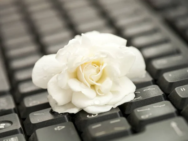 White flower on the keyboard