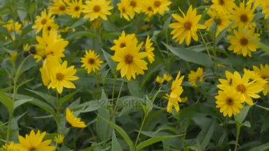 Enginar sarı çiçek