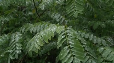 Akasya arka plan yeşil