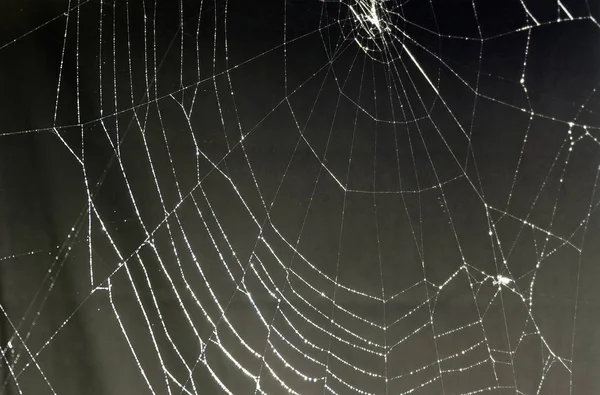 Spider web tło czarne — Zdjęcie stockowe