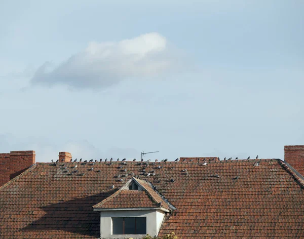 Голуби на черепичной крыше — стоковое фото