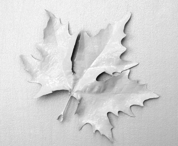 Maple leaf white — Stock Photo, Image