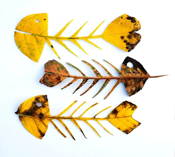 Herbstblätter in Fischform — Stockfoto