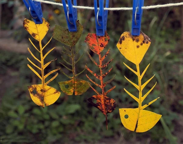 Herbstblätter in Fischform — Stockfoto