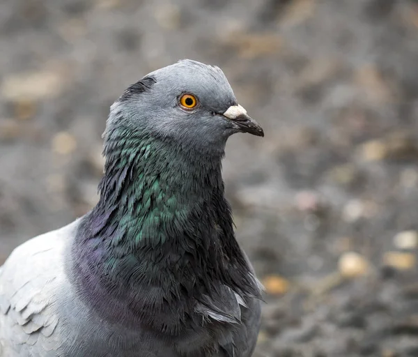 Cabeza de pájaro paloma — Foto de Stock