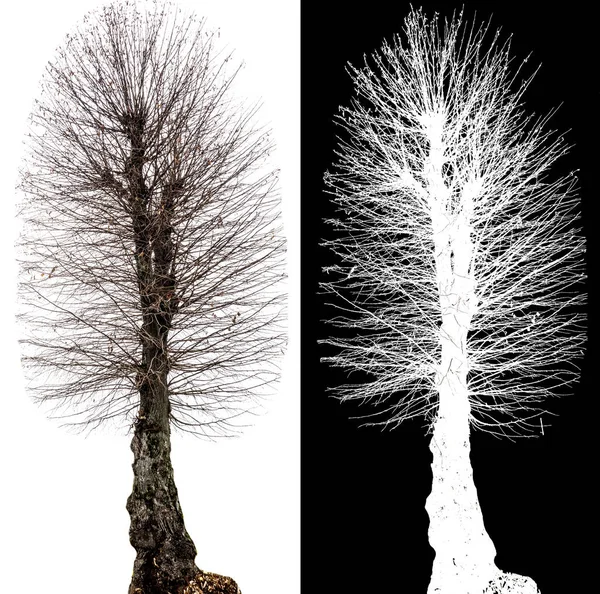 çam ağacı olmadan yeşillik alfa kanalı