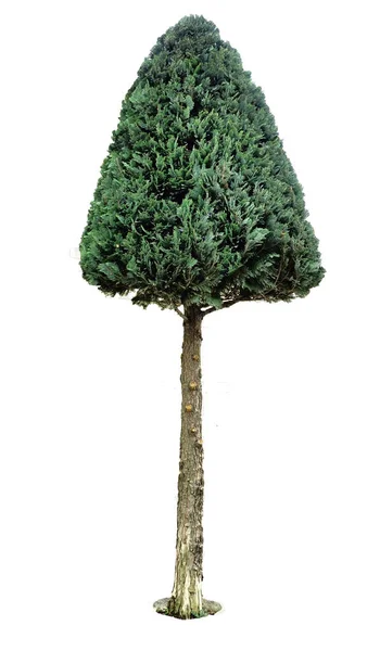 Immergrüner Baum isoliert — Stockfoto