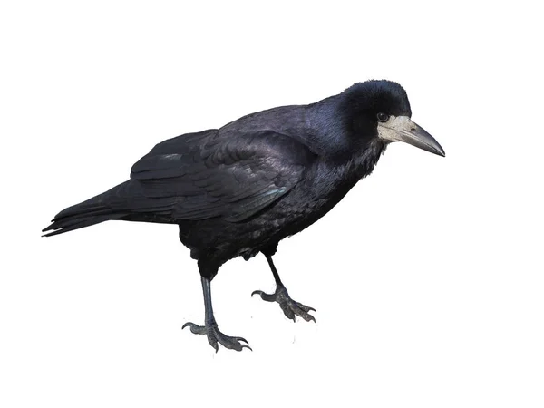 izole karga yakın çekim