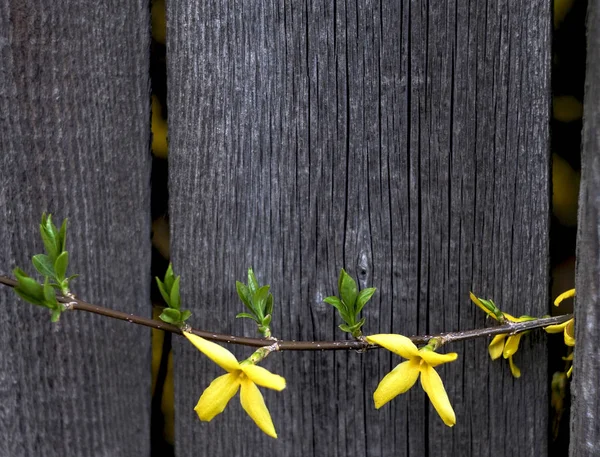 Fondo de flores de madera — Foto de Stock