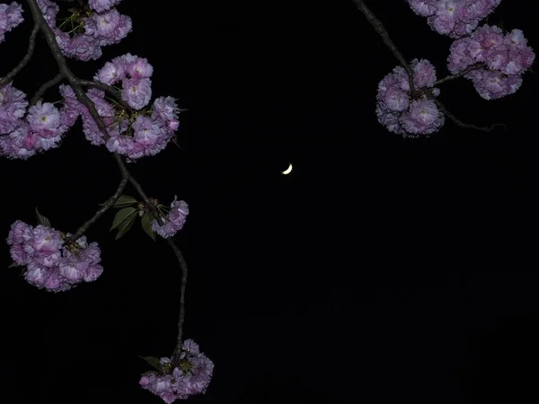 Νύχτα Sakura λουλούδι — Φωτογραφία Αρχείου