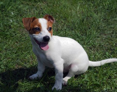 Jack Rossell Terrier köpek