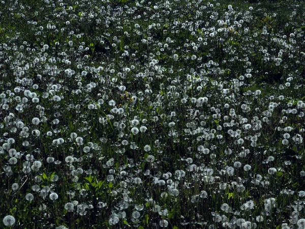 Field dandelions spring — Stock Photo, Image