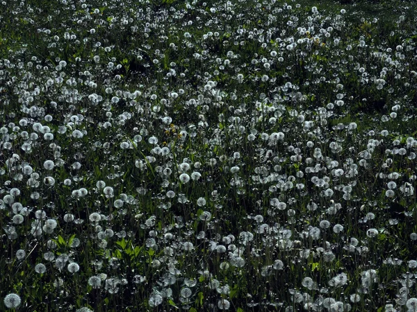 Campo dente-de-leão primavera — Fotografia de Stock