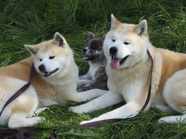 Akita inu perro — Foto de Stock