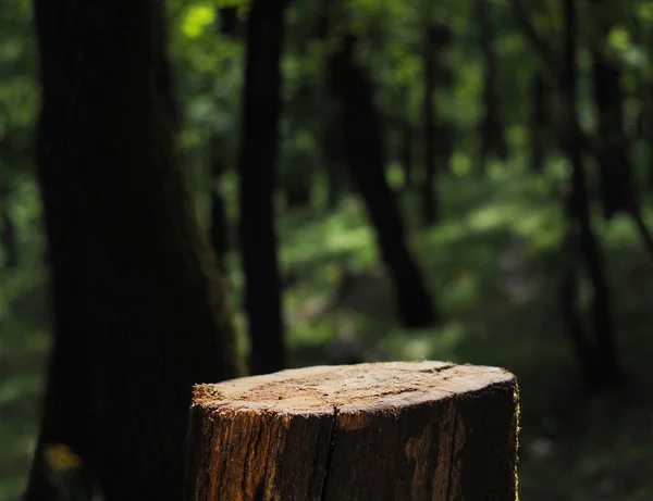 Tree stump pedestal — Stock Photo, Image